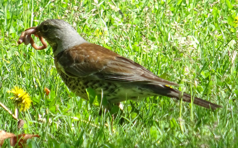 Turdus pilaris (Cesena)